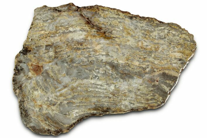 Polished Archean Laminar Stromatolite Section - Montana #326180